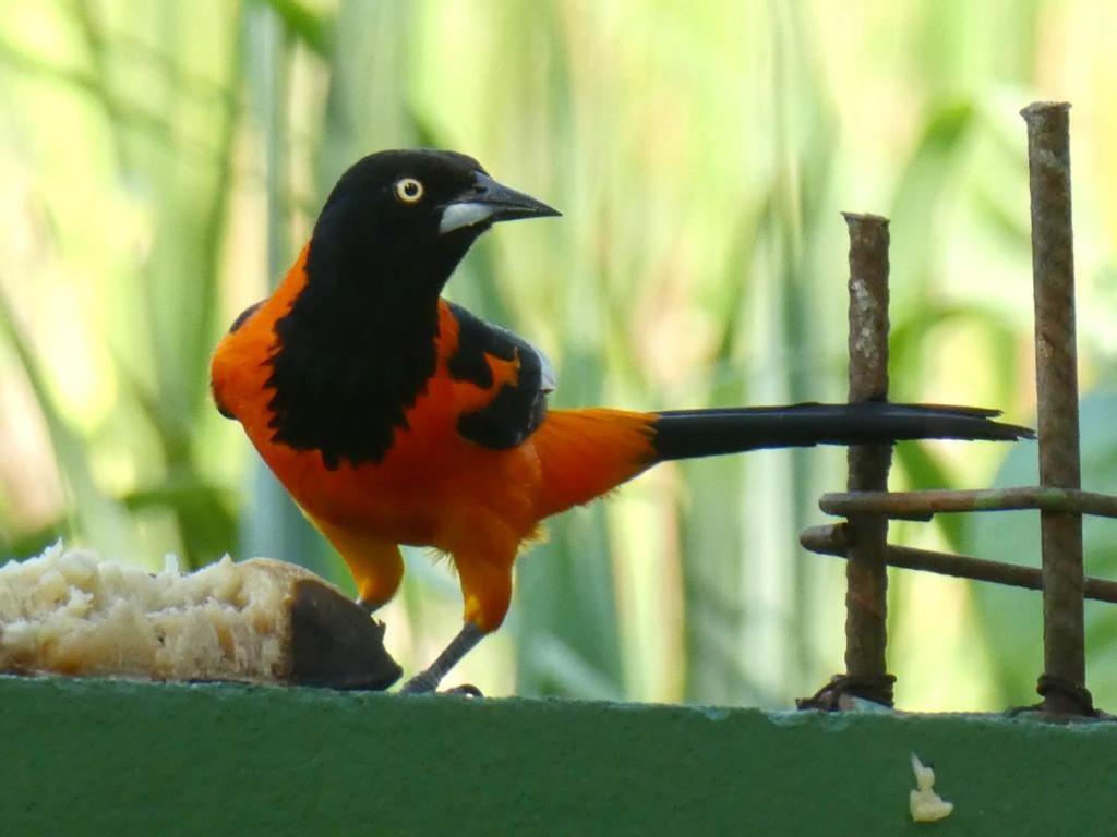 Pousada Mangue Seco Itaunas  Dış mekan fotoğraf
