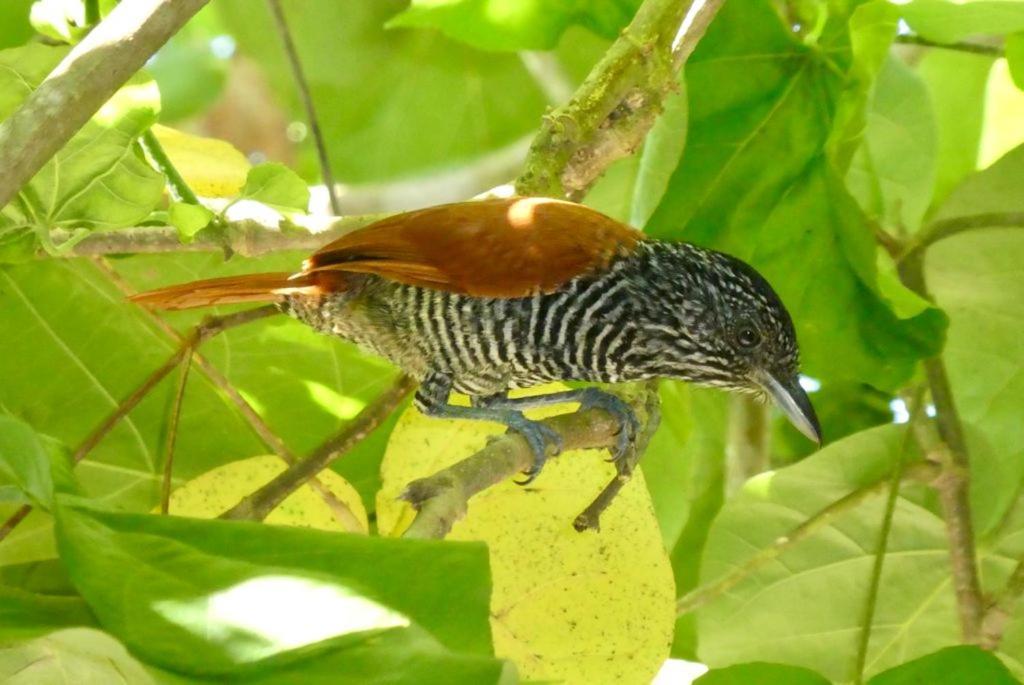 Pousada Mangue Seco Itaunas  Dış mekan fotoğraf